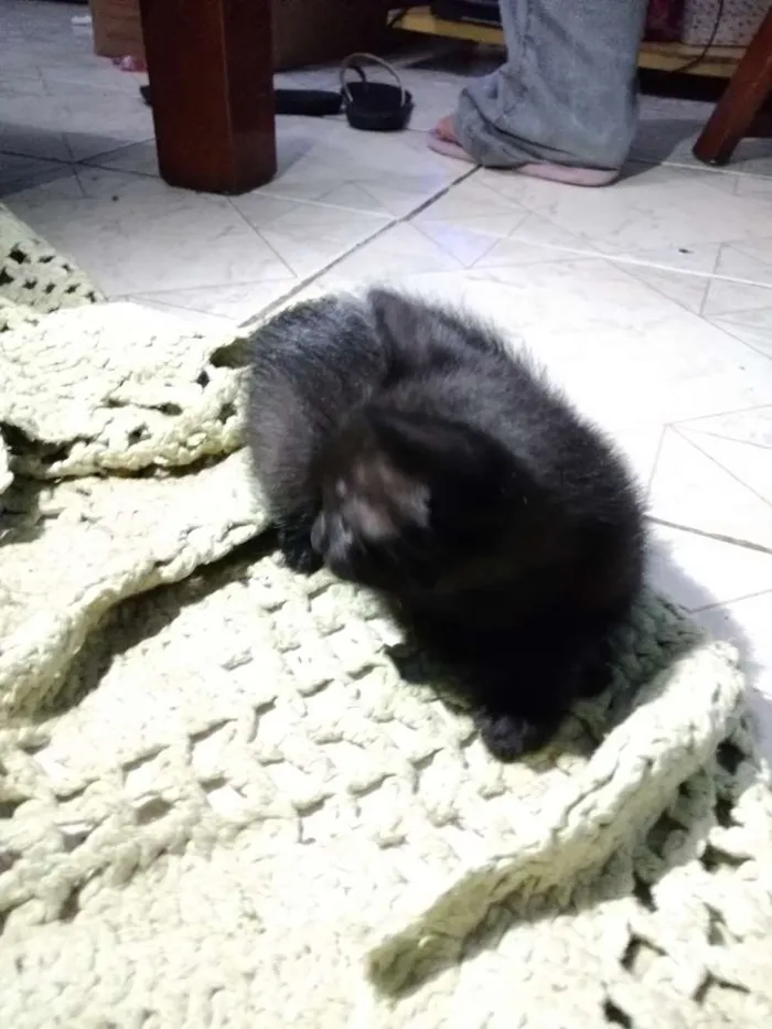Gato ra a Não sei idade 2 a 6 meses nome Sem nome