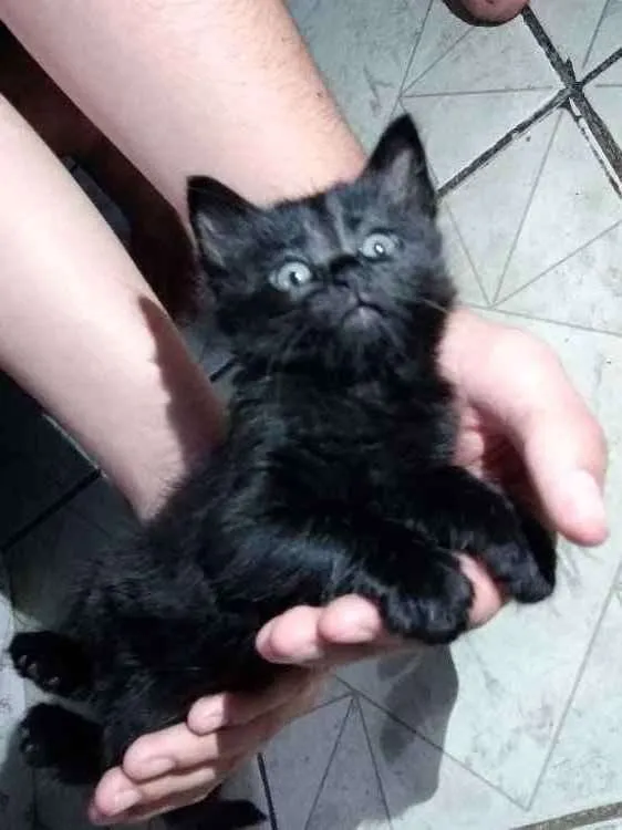 Gato ra a Não sei idade 2 a 6 meses nome Sem nome