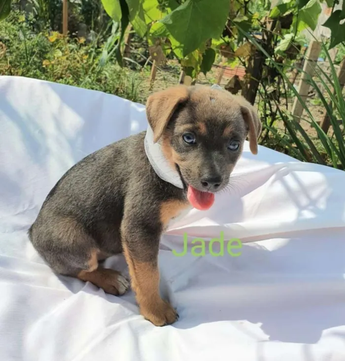 Cachorro raça Sem raça definida  idade 2 a 6 meses nome Filhotes para Adoção