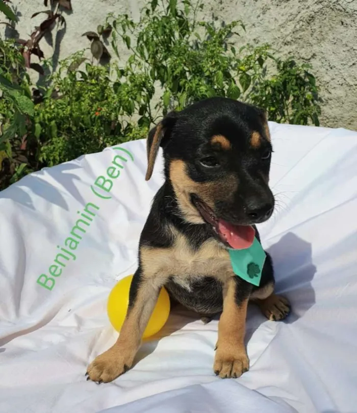 Cachorro raça Sem raça definida  idade 2 a 6 meses nome Filhotes para Adoção