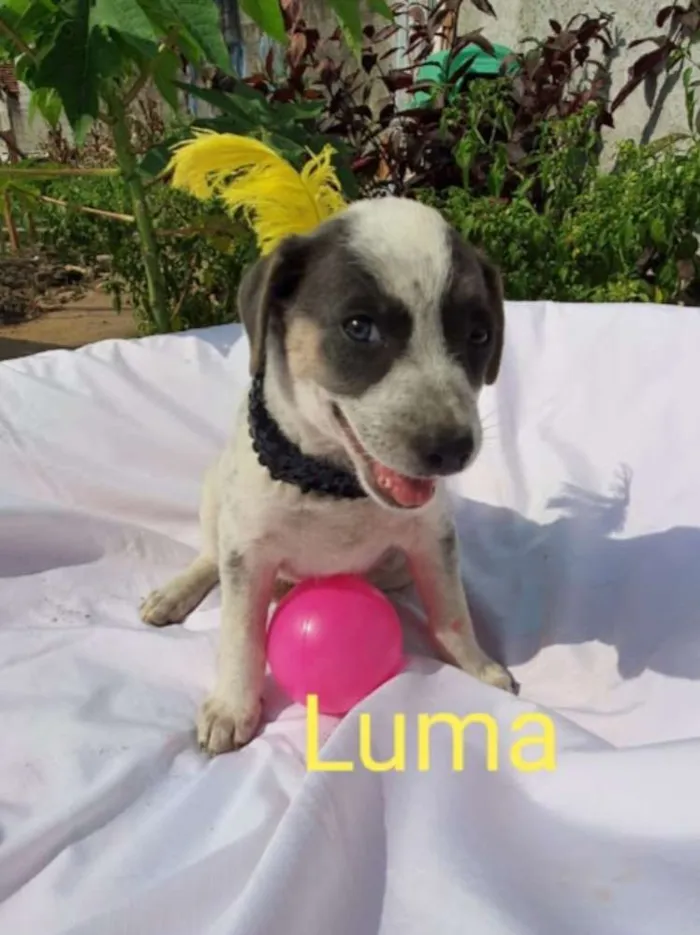 Cachorro raça Sem raça definida  idade 2 a 6 meses nome Filhotes para Adoção