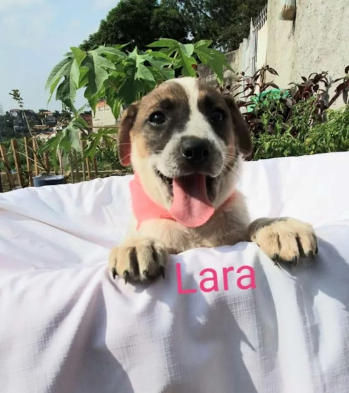 Cachorro raça Sem raça definida  idade 2 a 6 meses nome Filhotes para Adoção