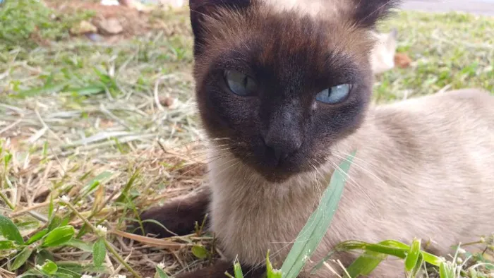 Gato ra a Sialata idade 1 ano nome Não tem