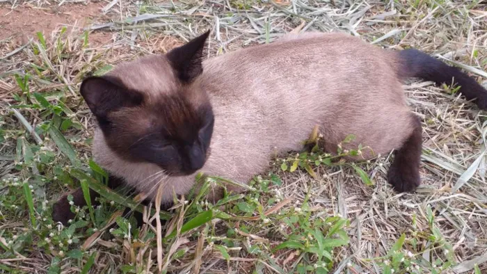 Gato ra a Sialata idade 1 ano nome Não tem