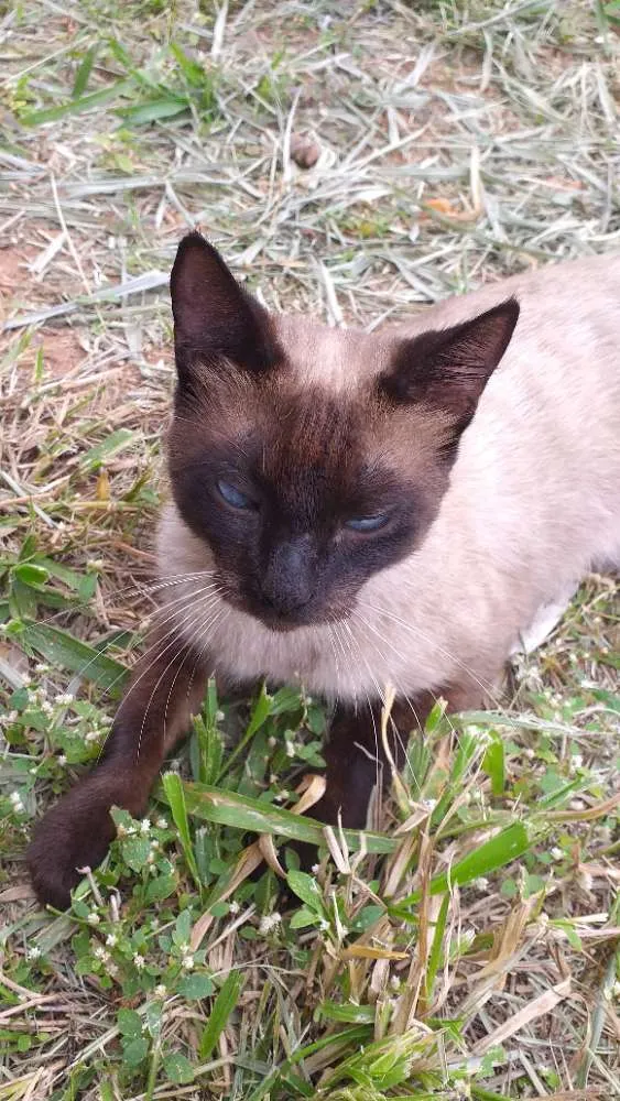 Gato ra a Sialata idade 1 ano nome Não tem