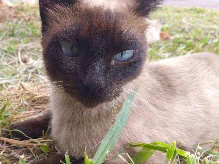 Gato ra a Sialata idade 1 ano nome Não tem