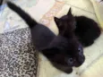 Gatinhos para doar