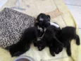 Gatinhos para doar