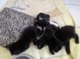 Gatinhos para doar