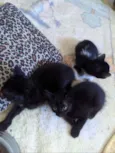 Gatinhos para doar