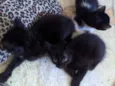 Gatinhos para doar