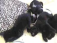 Gatinhos para doar