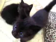 Gatinhos para doar