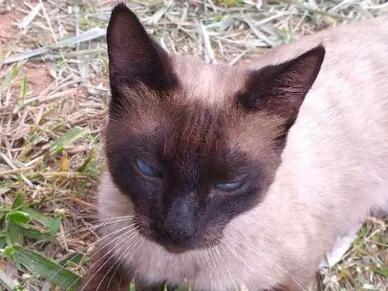 Gato ra a Sialata idade 1 ano nome Não tem