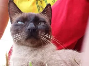 Gato raça Sialata idade 1 ano nome Não tem