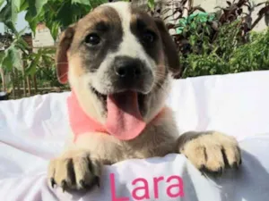Cachorro raça Sem raça definida  idade 2 a 6 meses nome Filhotes para Adoção