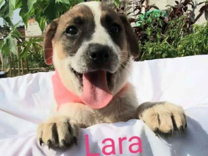 Cachorro raça Sem raça definida  idade 2 a 6 meses nome Filhotes para Adoção