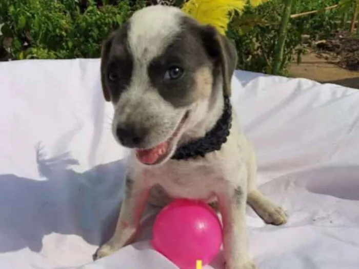 Cachorro raça Sem raça definida  idade 2 a 6 meses nome Filhotes para Adoção