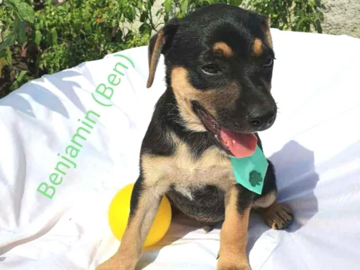 Cachorro raça Sem raça definida  idade 2 a 6 meses nome Filhotes para Adoção