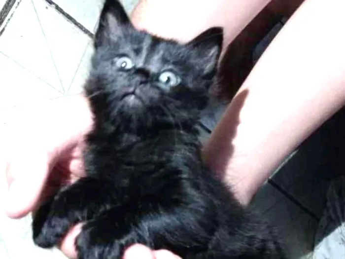 Gato ra a Não sei idade 2 a 6 meses nome Sem nome