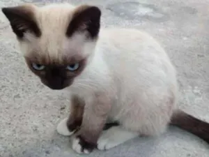 Gato raça  idade 2 a 6 meses nome Filhote