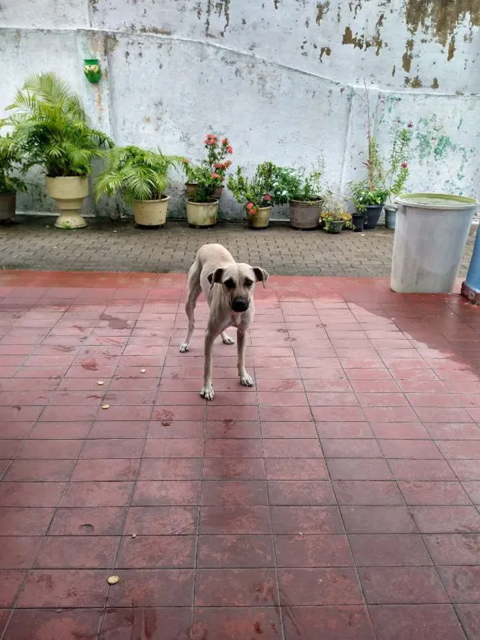 Cachorro ra a Indefinida idade 1 ano nome Nina