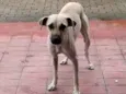 Nina