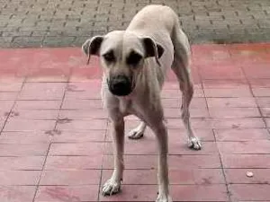 Cachorro raça Indefinida idade 1 ano nome Nina