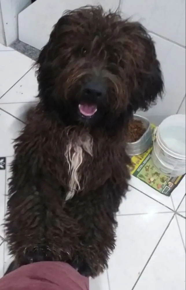 Cachorro ra a Não sei se é de raça  idade  nome Spark 