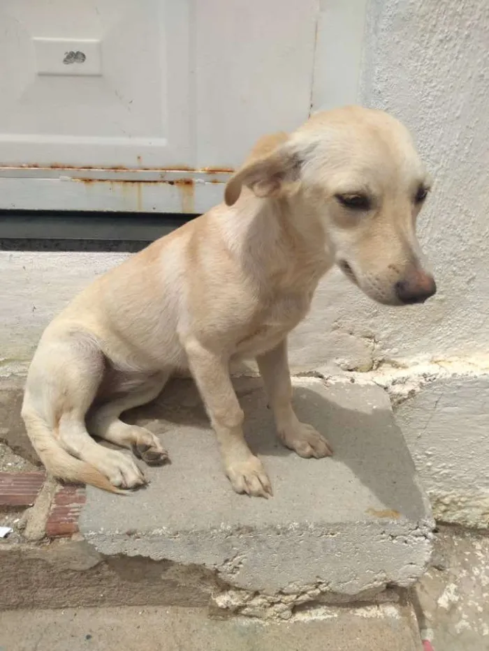 Cachorro ra a Vira lata idade 2 a 6 meses nome Mormis