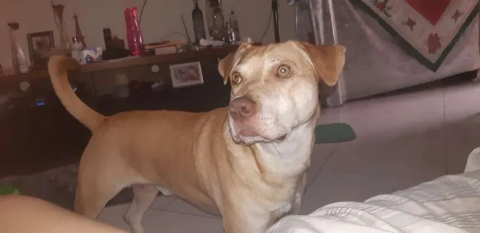 Cachorro ra a SRD idade 1 ano nome Thor