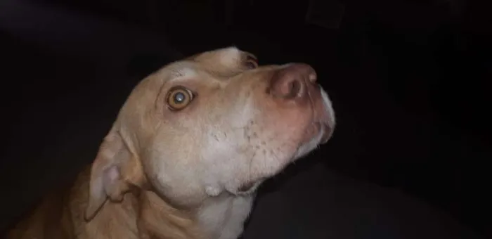 Cachorro ra a SRD idade 1 ano nome Thor