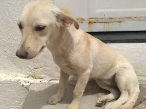 Cachorro raça Vira lata idade 2 a 6 meses nome Mormis