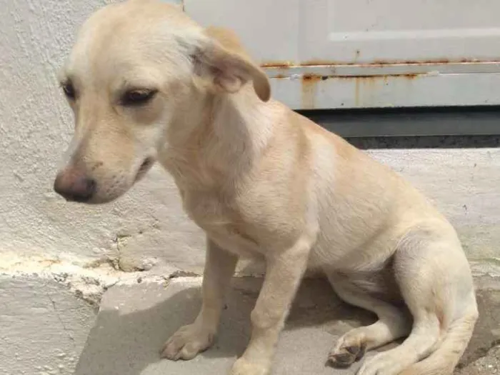 Cachorro ra a Vira lata idade 2 a 6 meses nome Mormis