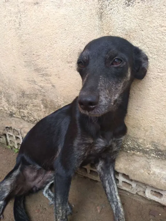 Cachorro ra a Vira lata idade 2 a 6 meses nome Pleta