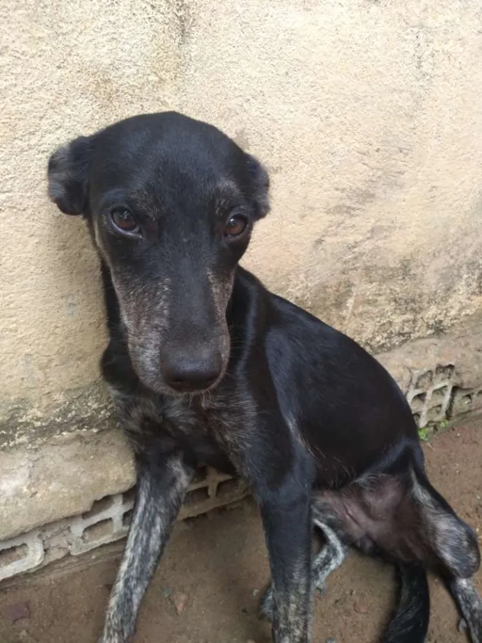 Cachorro ra a Vira lata idade 2 a 6 meses nome Pleta