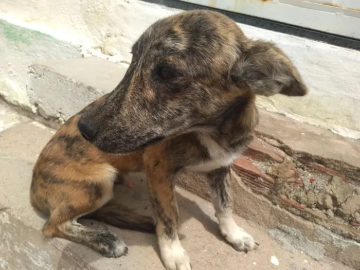 Cachorro ra a Vira lata idade 2 a 6 meses nome Da Lua