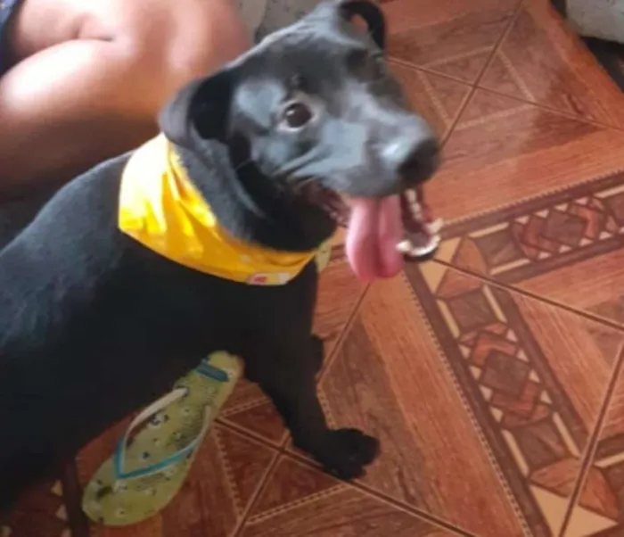 Cachorro raça não sei idade 7 a 11 meses nome Grafite