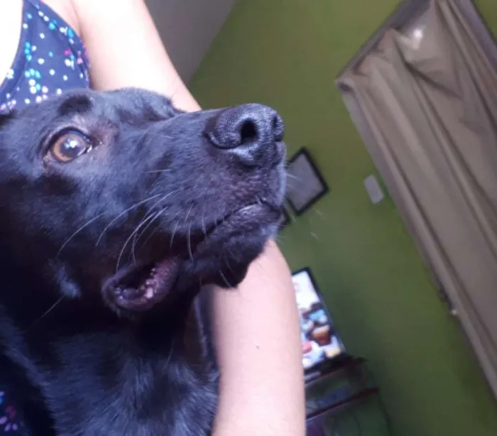 Cachorro raça não sei idade 7 a 11 meses nome Grafite