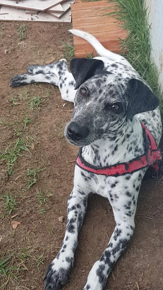Cachorro ra a dálmatra  idade 2 a 6 meses nome paçoca 