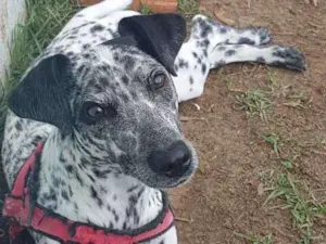 Cachorro raça dálmatra  idade 2 a 6 meses nome paçoca 