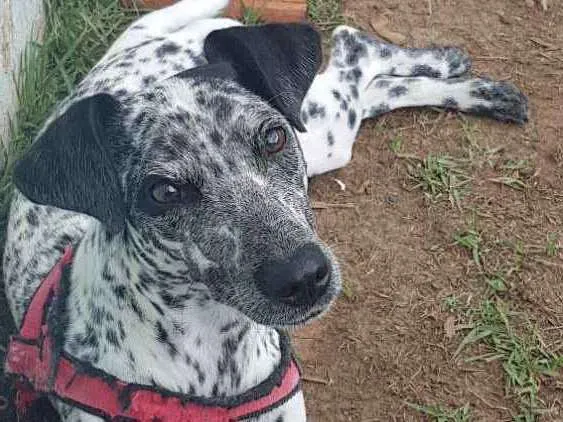 Cachorro ra a dálmatra  idade 2 a 6 meses nome paçoca 