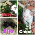 Filó, Tulio, Ruby