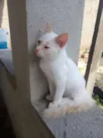 Filó, Tulio, Ruby