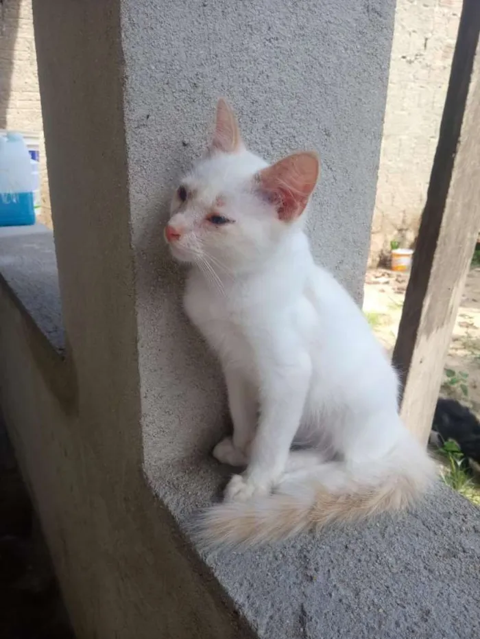 Gato ra a Srd idade 2 a 6 meses nome Filó, Tulio, Ruby