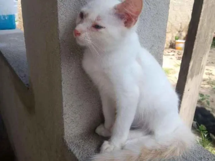 Gato ra a Srd idade 2 a 6 meses nome Filó, Tulio, Ruby