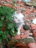 Filó, Tulio, Ruby