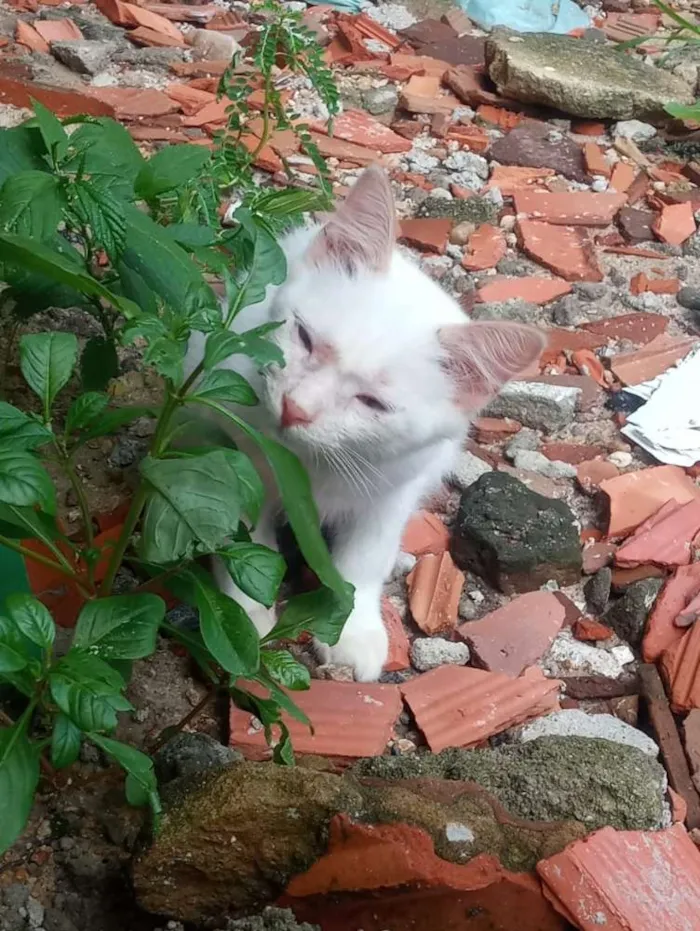 Gato ra a Srd idade 2 a 6 meses nome Filó, Tulio, Ruby