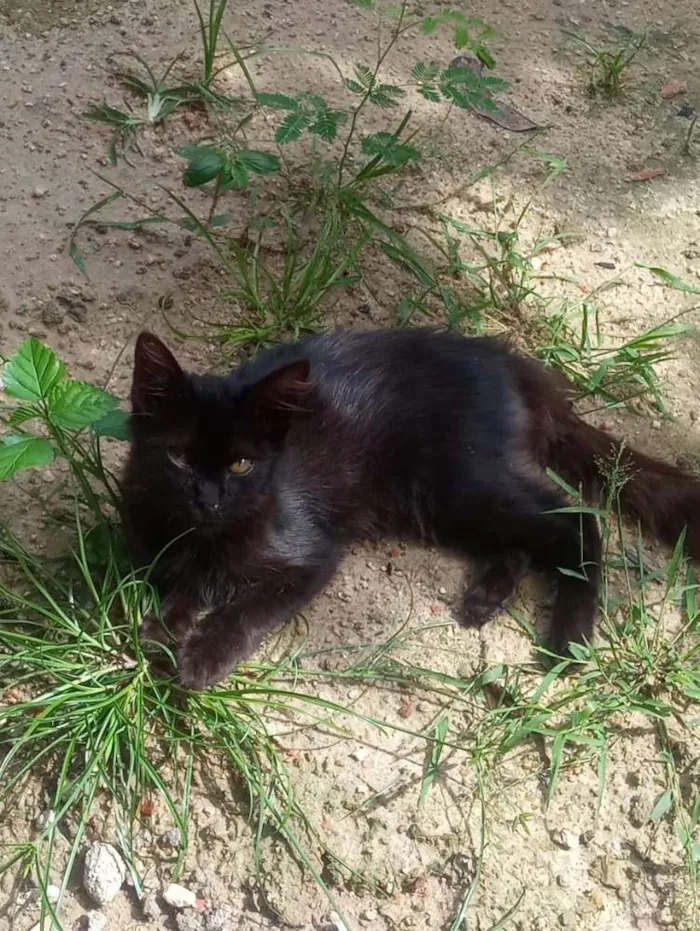 Gato ra a Srd idade 2 a 6 meses nome Filó, Tulio, Ruby