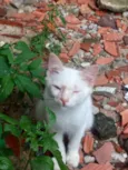 Filó, Tulio, Ruby